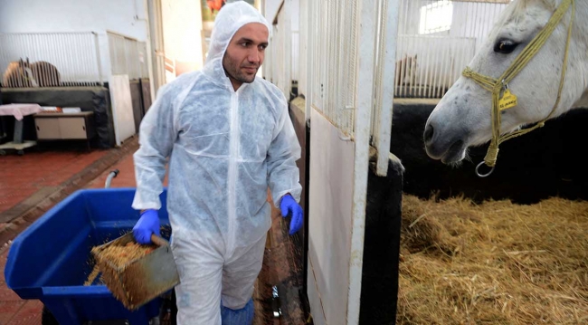 Safkan Arap atlarına özel kış menüsü